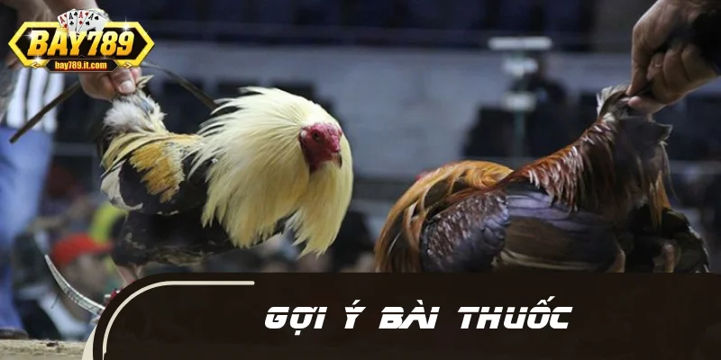 Gợi ý một số bài thuốc xoa bóp cho gà đá hiệu quả