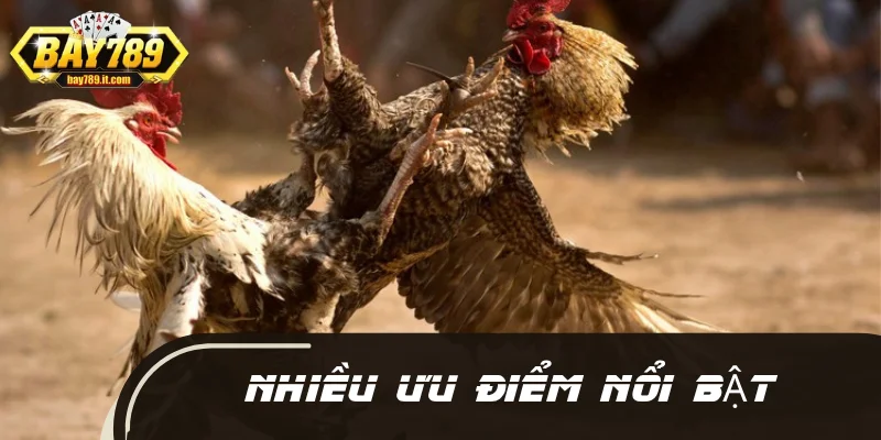 Bài thuốc xoa bóp cho gà chọi đem lại nhiều ưu điểm nổi bật