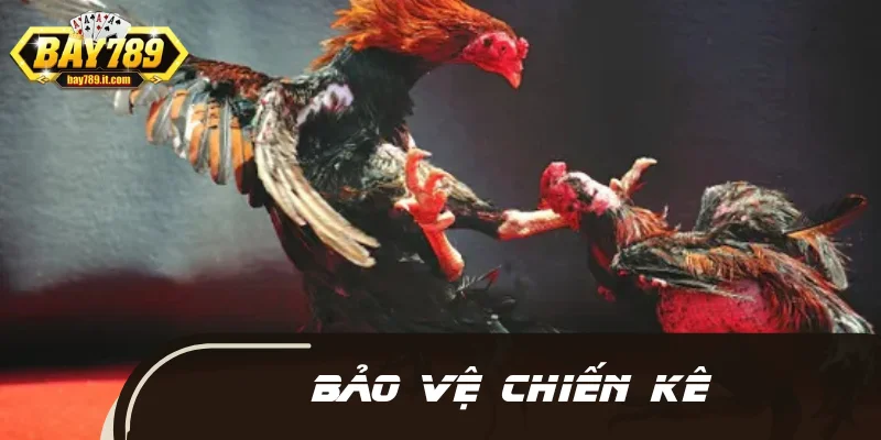 Cách băng cựa gà chuẩn sẽ giúp bảo vệ chiến kê hiệu quả hơn