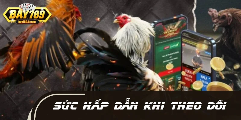 Sức hấp dẫn khi chọn theo dõi đá gà trực tiếp C1 tại nền tảng