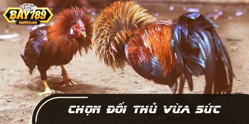 Chú trọng cho gà rèn luyện khả năng phản xạ ngay trong lần mở mỏ đầu tiên