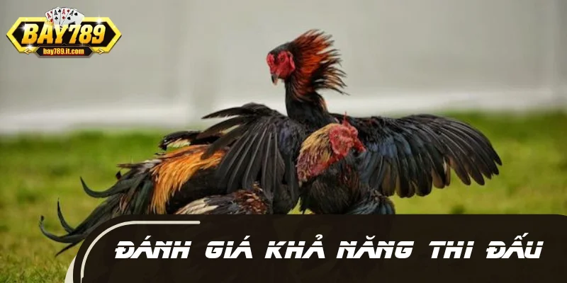 Mở mỏ cho gà chọi giúp đánh giá khả năng thi đấu của chiến kê