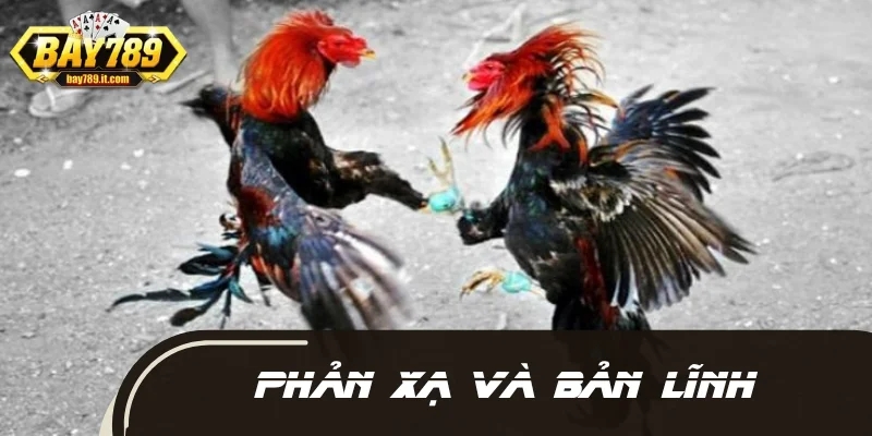 Chọn đối thủ vừa sức để tiến hành mở mỏ cho gà chọi