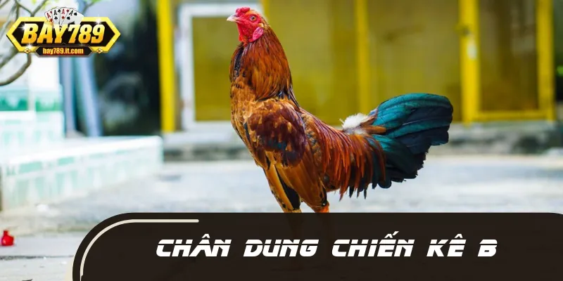 Chiến kê B có phong độ thi đấu ấn tượng