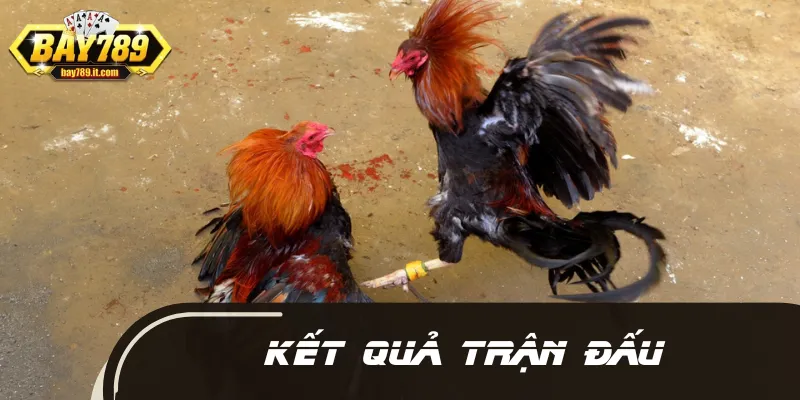Kết quả cụ thể trận đá gà 24 tỷ đồng