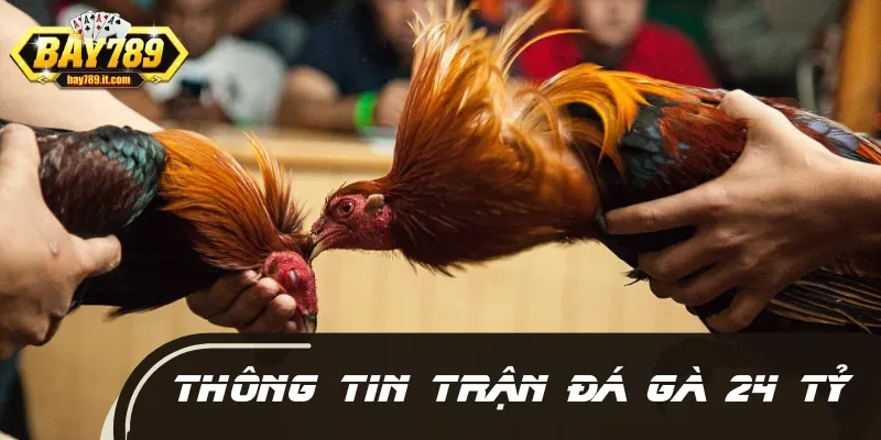 Một vài thông tin trước trận đấu gà 24 tỷ hấp dẫn